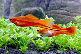 Image of Green swordtail