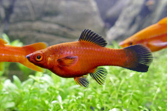 Image of Green swordtail