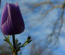 Imagem de Anemone coronaria L.