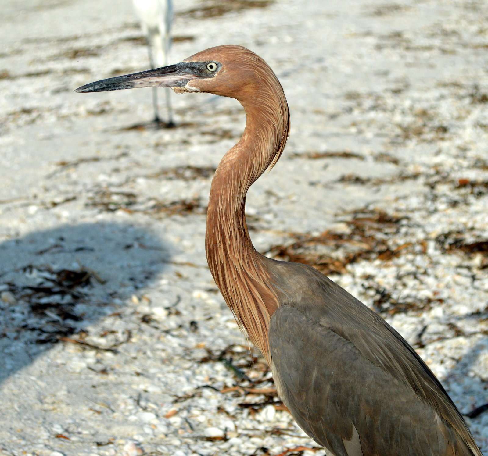 Image of Reddish Egret