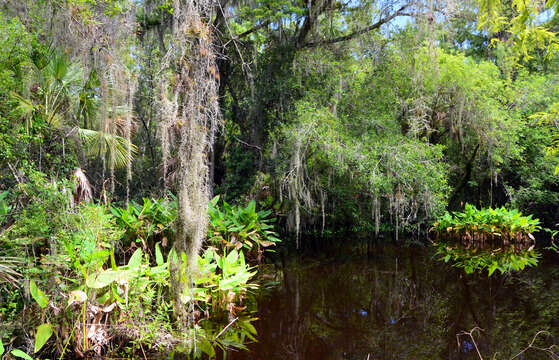 Sivun Tillandsia usneoides (L.) L. kuva