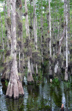 Image of Pond-Cypress