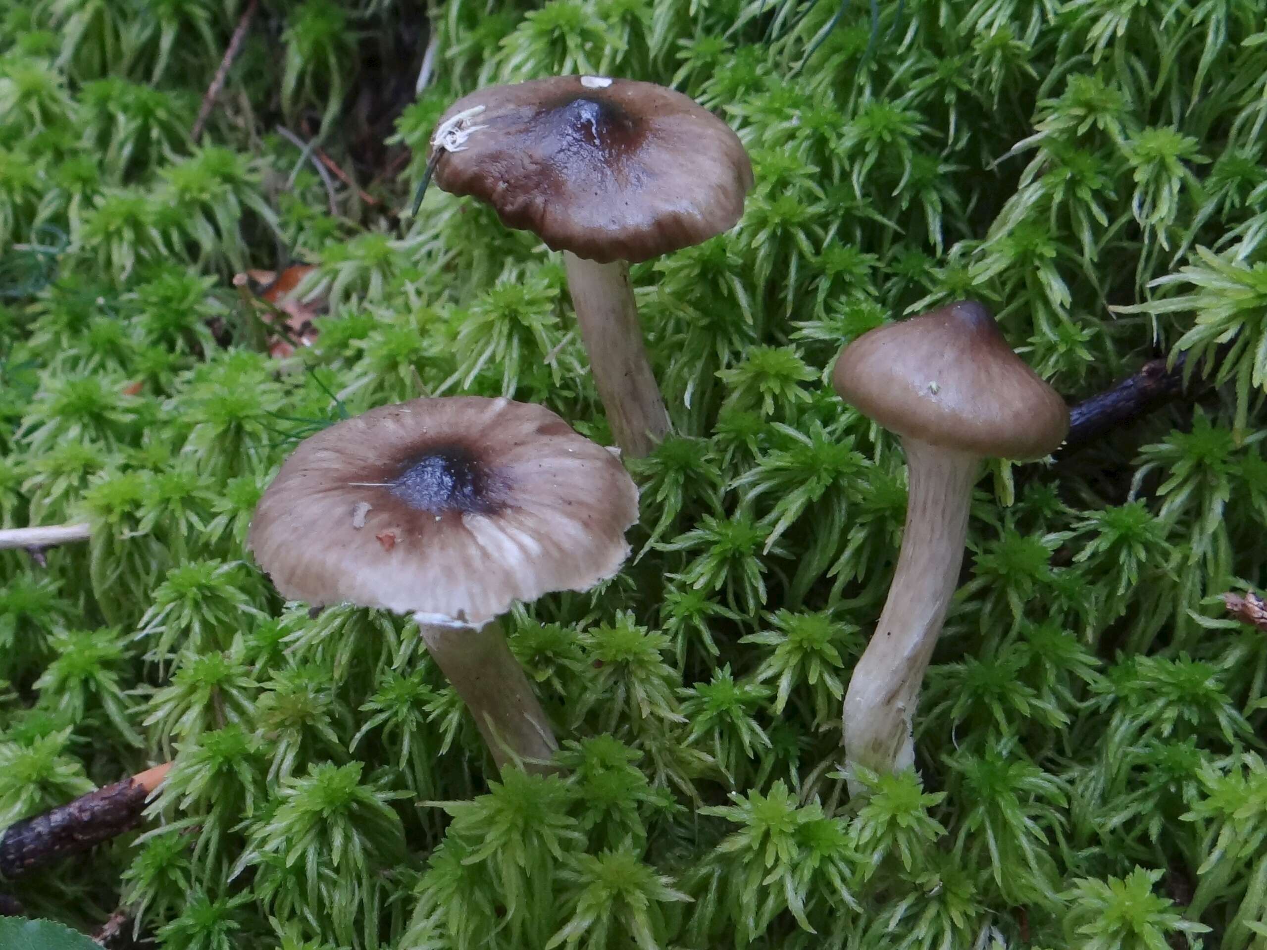 Plancia ëd Hygrophorus hypothejus (Fr.) Fr. 1838