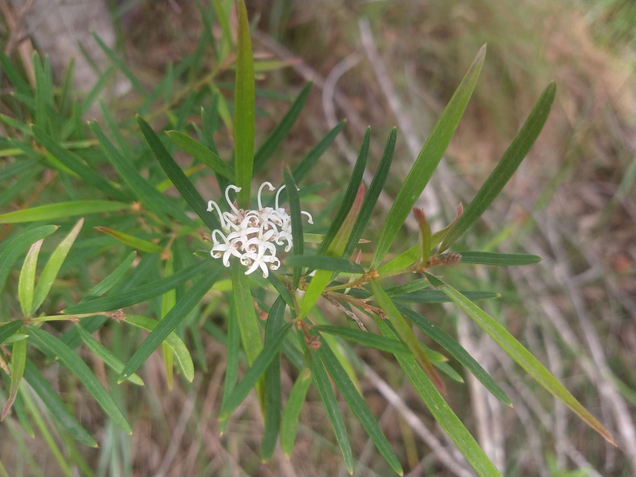 Imagem de Grevillea linearifolia (Cav.) Druce