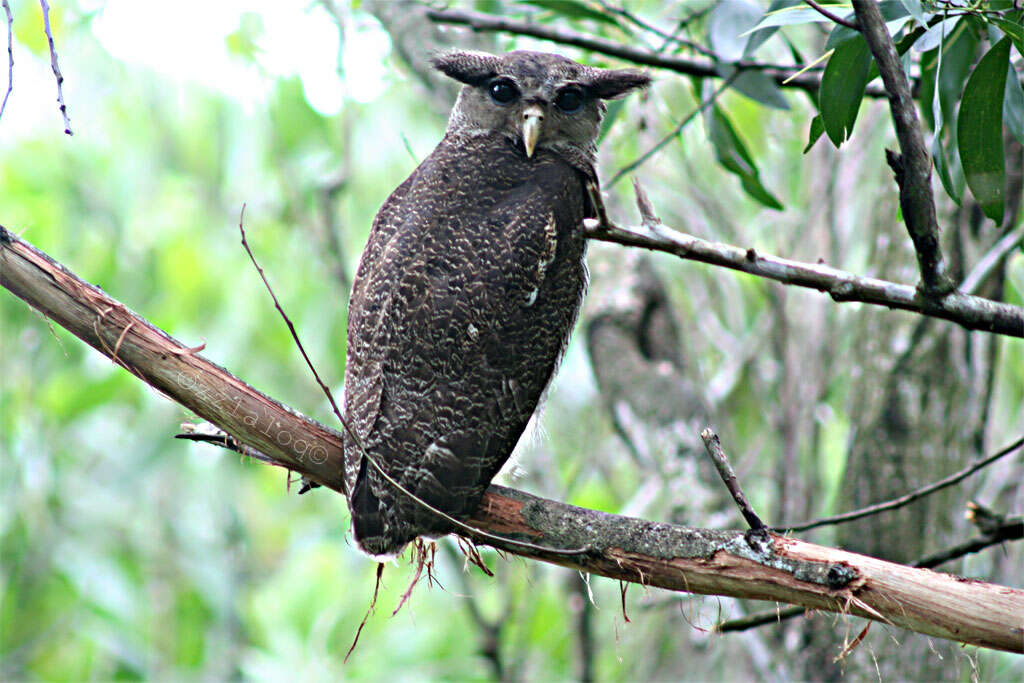 Image of Barred Eagle-Owl