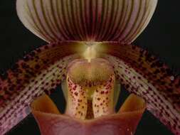 Image of Short haired Paphiopedilum