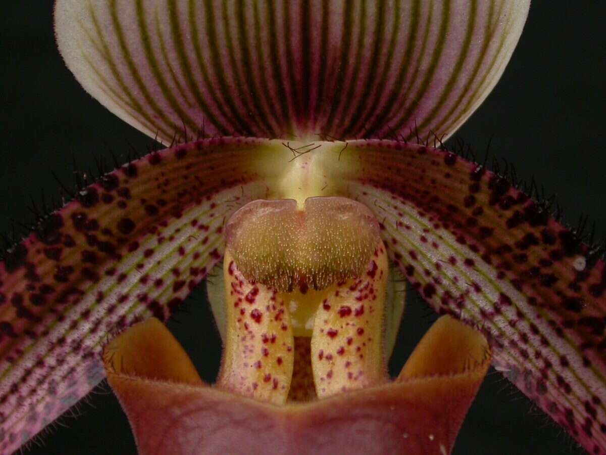 Sivun Paphiopedilum ciliolare (Rchb. fil.) Stein kuva