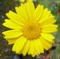 Image of corndaisy