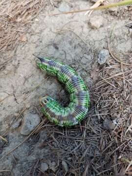 Image of Pine hawkmoth