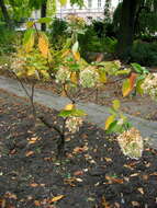 Image of panicled hydrangea