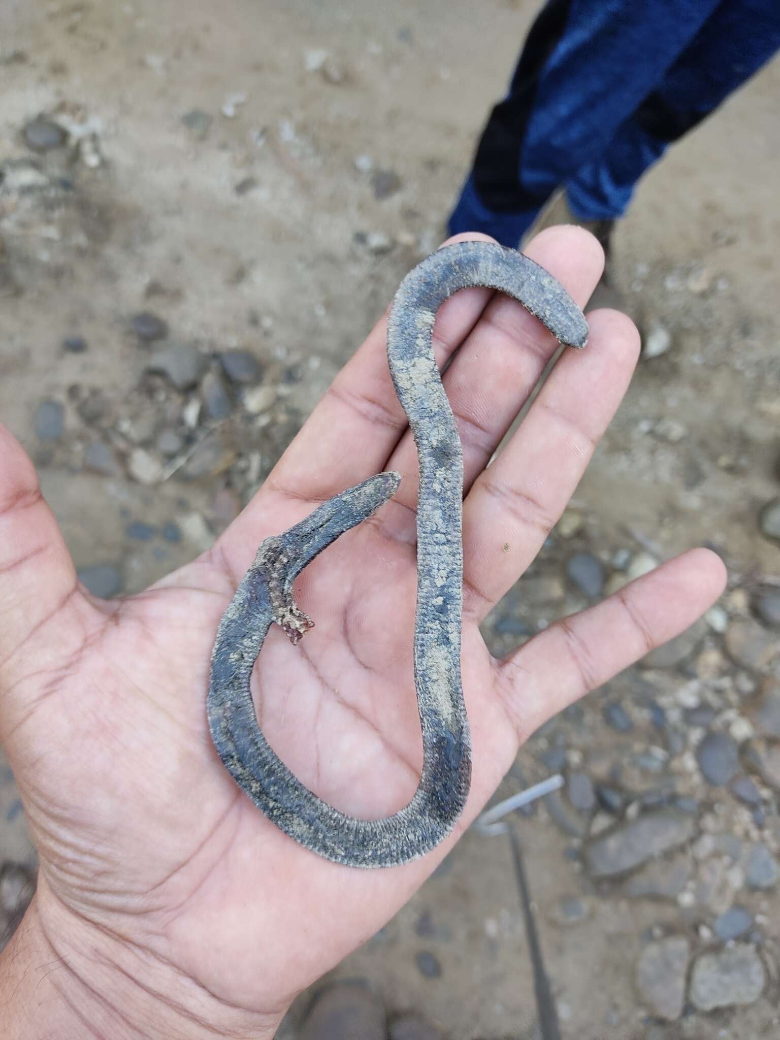 Image of Oaxacan Caecilian