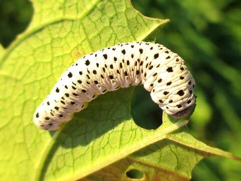 صورة <i>Tenthredo scrophulariae</i>