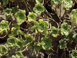 Image of Aeonium goochiae Webb. & Berth.