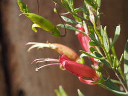 Image of Eremophila maculata (Ker-Gawler) F. Muell.