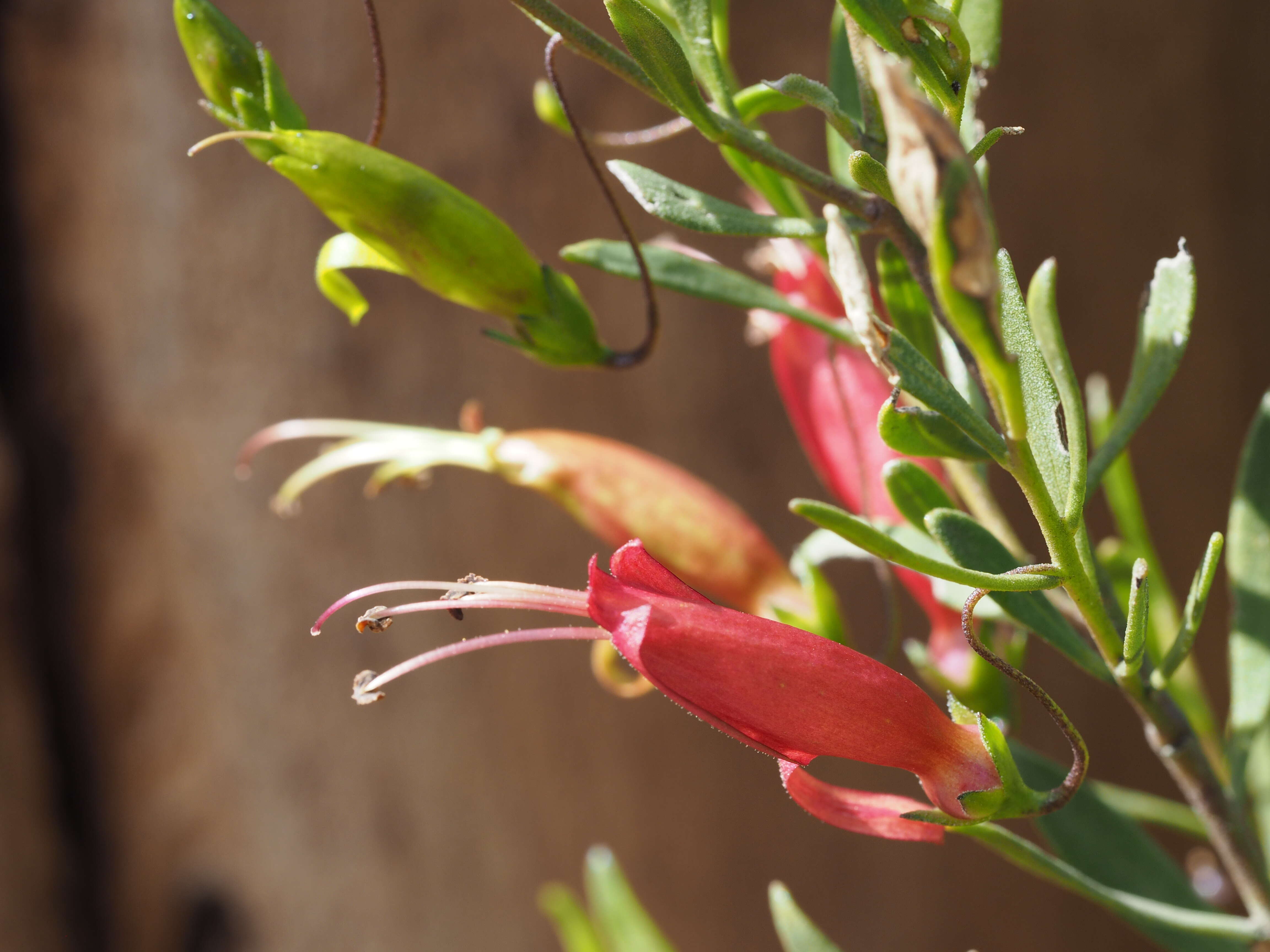 Image of Eremophila maculata (Ker-Gawler) F. Muell.