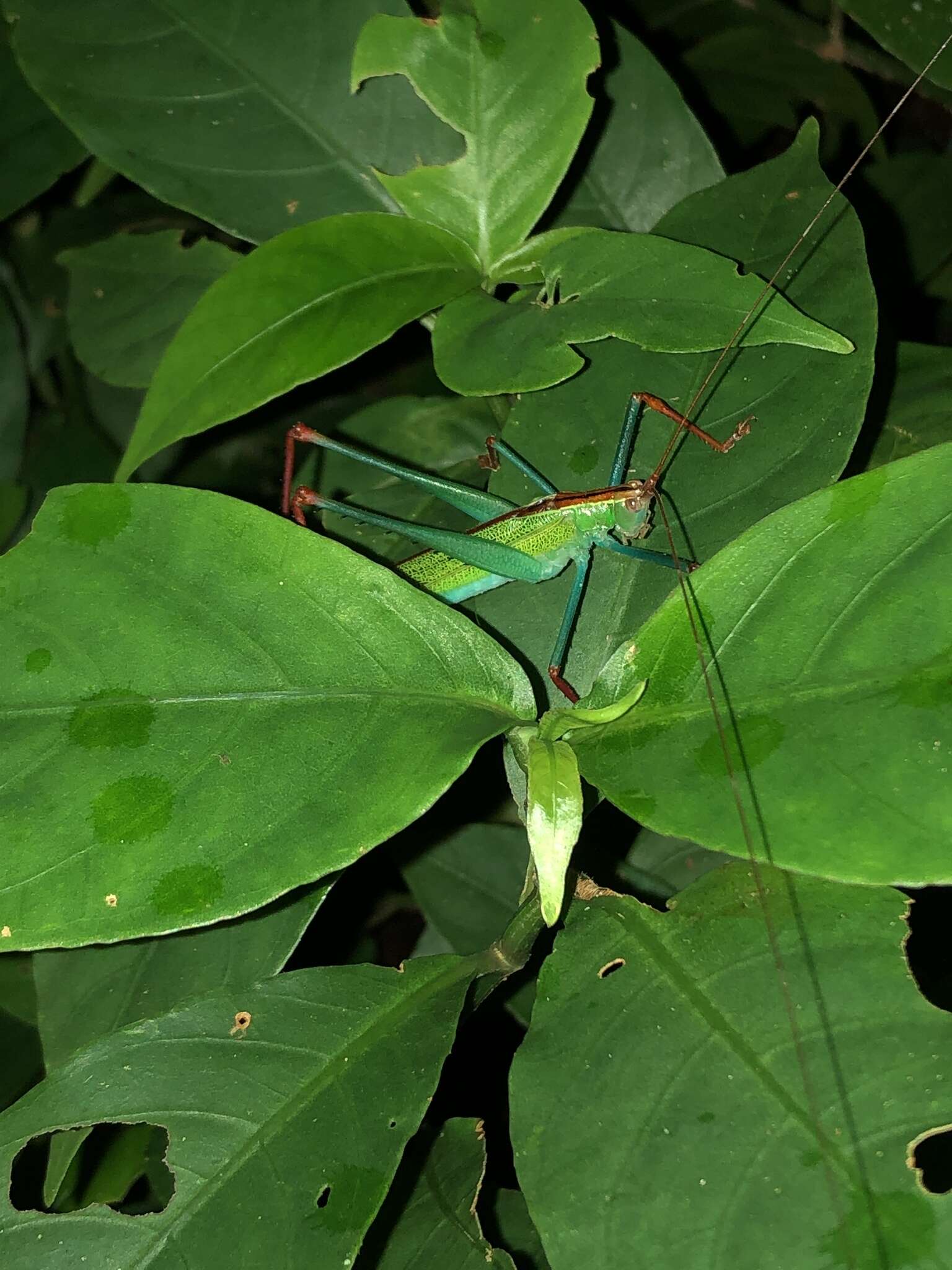 Plancia ëd Jimenezia elegans Bolívar & I. 1881