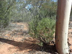 Image of Eremophila maculata (Ker-Gawler) F. Muell.