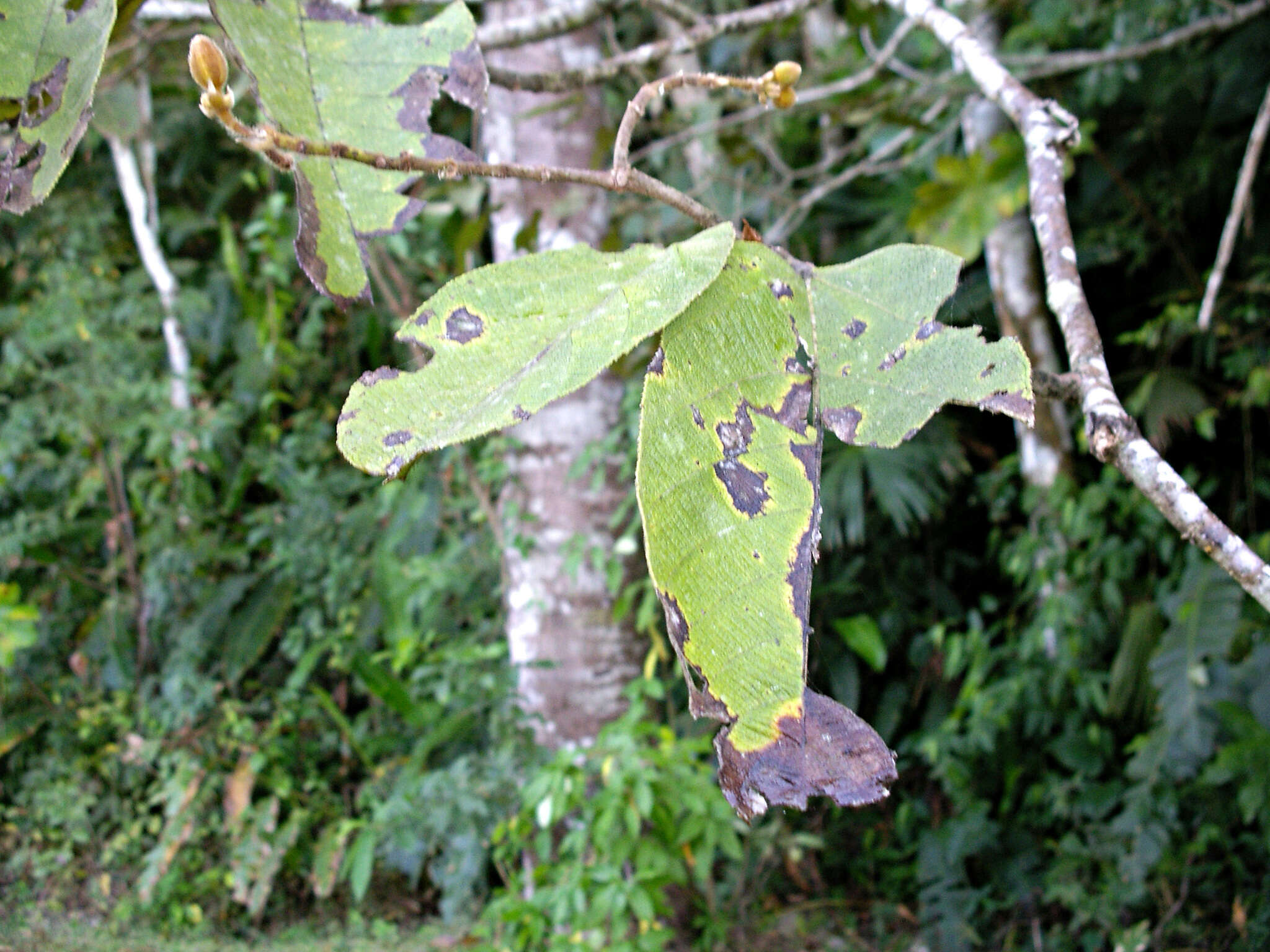 Apeiba tibourbou Aubl.的圖片