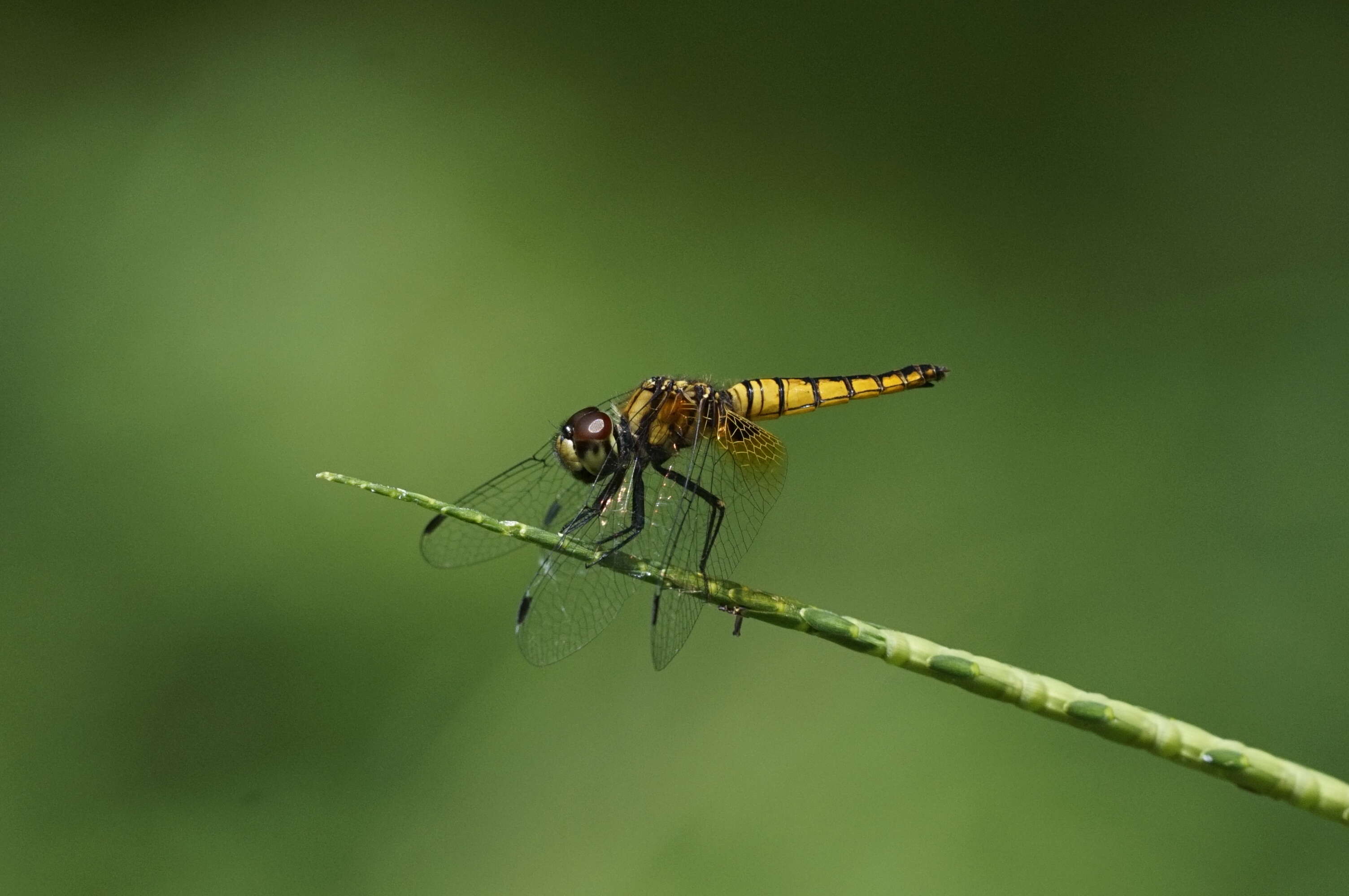 Image of Aethriamanta brevipennis (Rambur 1842)