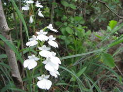 Image of Habenaria plantaginea Lindl.