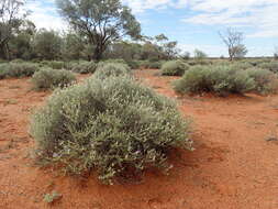 Imagem de Eremophila malacoides Chinnock