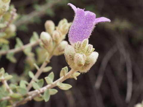 صورة Eremophila malacoides Chinnock