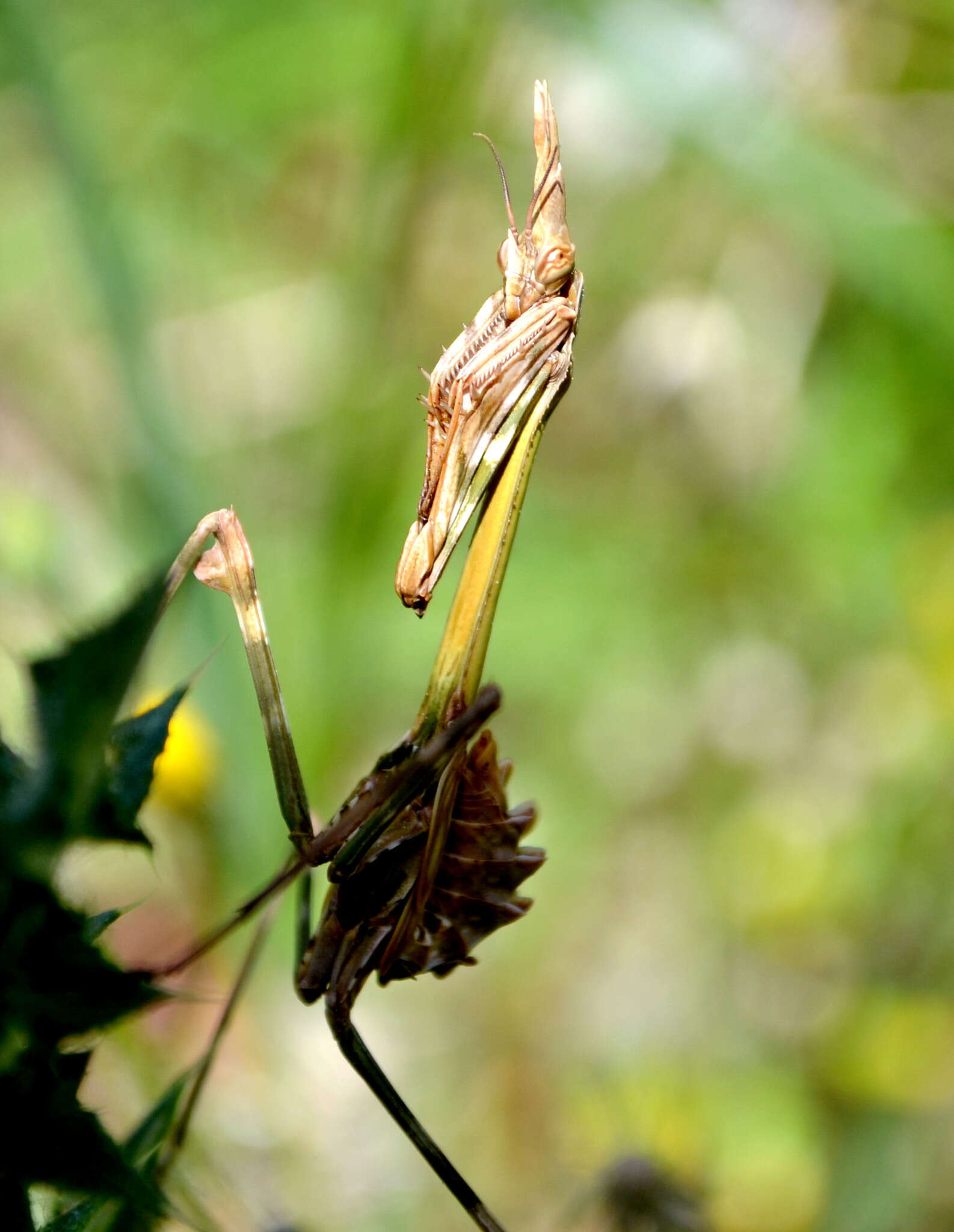 Plancia ëd Empusa