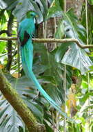 Image of Magnificent Quetzal