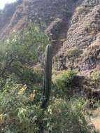 Image of Trichocereus macrogonus var. peruvianus