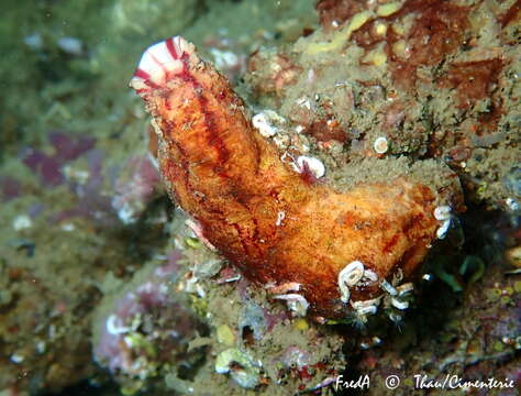 Image of grooved sea squirt