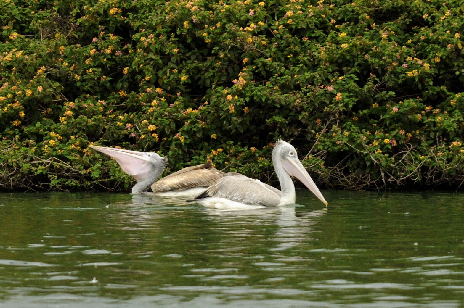 Image of Grey Pelican