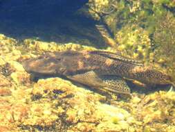 Image of Hypostomus paranensis Weyenbergh 1877