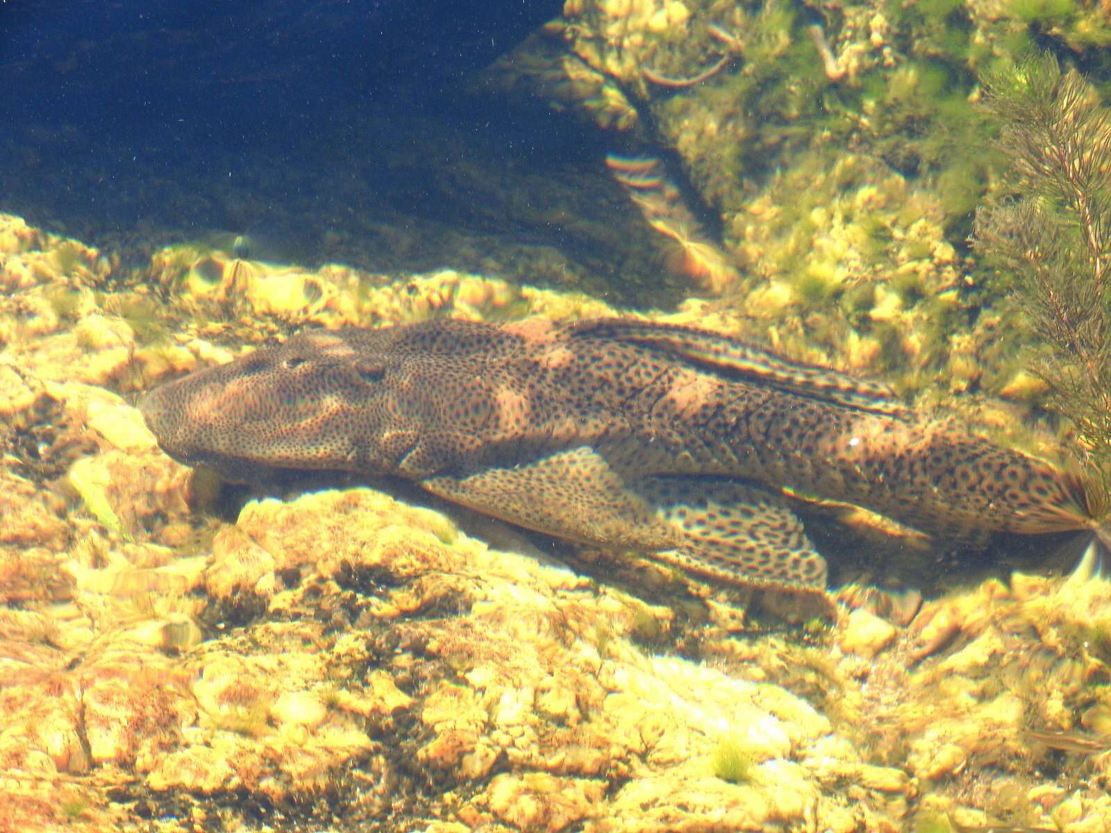 Image of Hypostomus paranensis Weyenbergh 1877