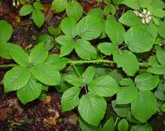 Image of Rubus angloserpens E. S. Edees & A. Newton