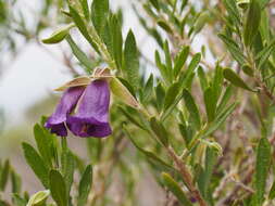 Слика од Eremophila