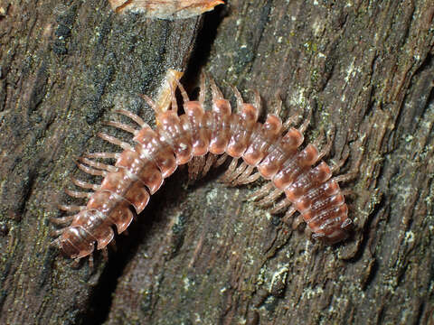 Image of Pseudopolydesmus erasus (Loomis 1943)