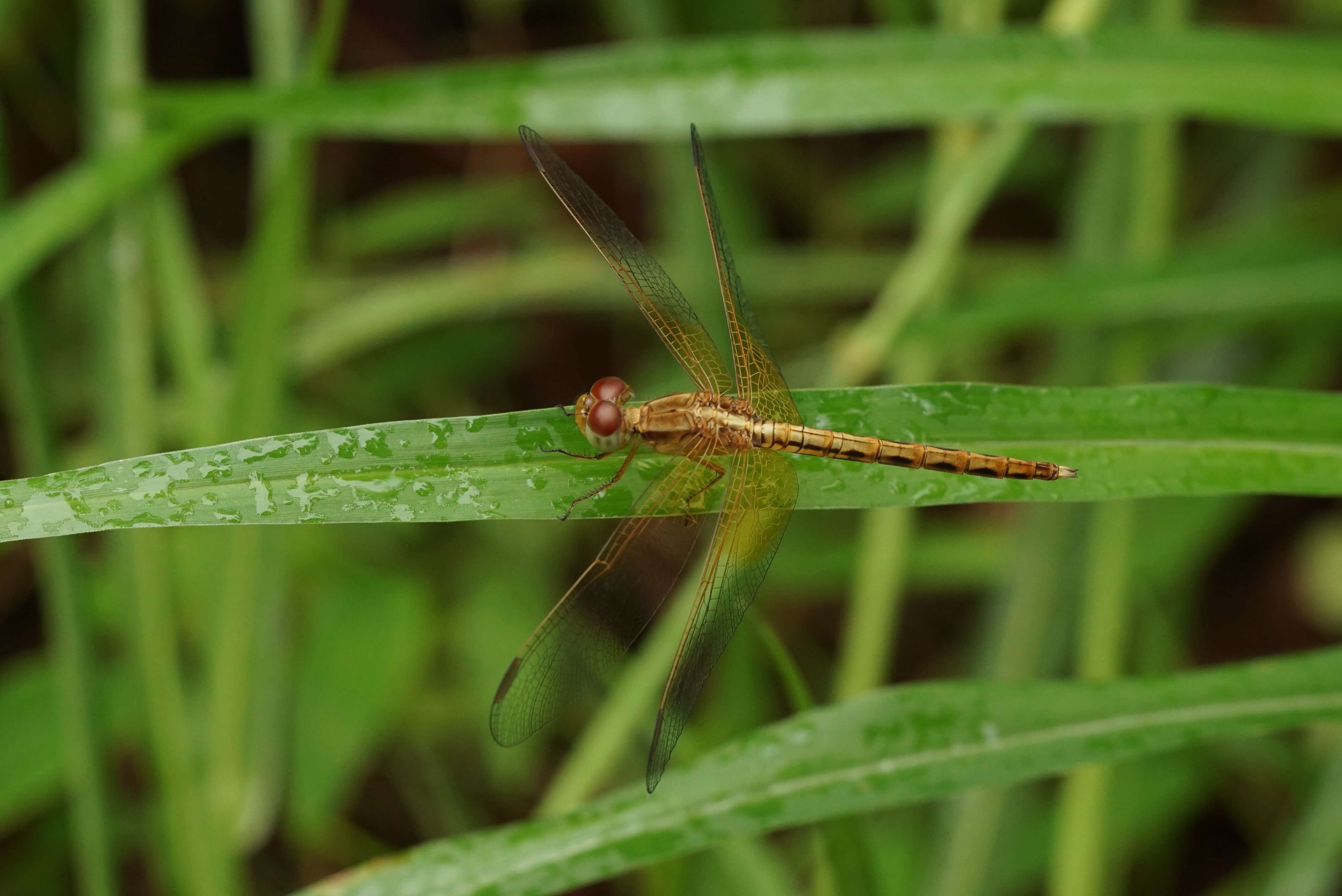 Image of Neurothemis intermedia (Rambur 1842)