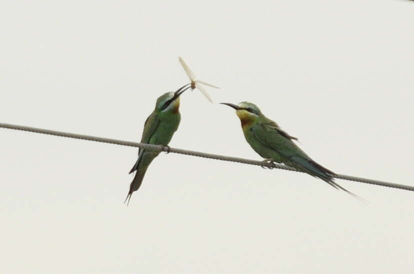 Image of Blue-cheeked Bee-eater