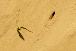 Image of Blue-cheeked Bee-eater