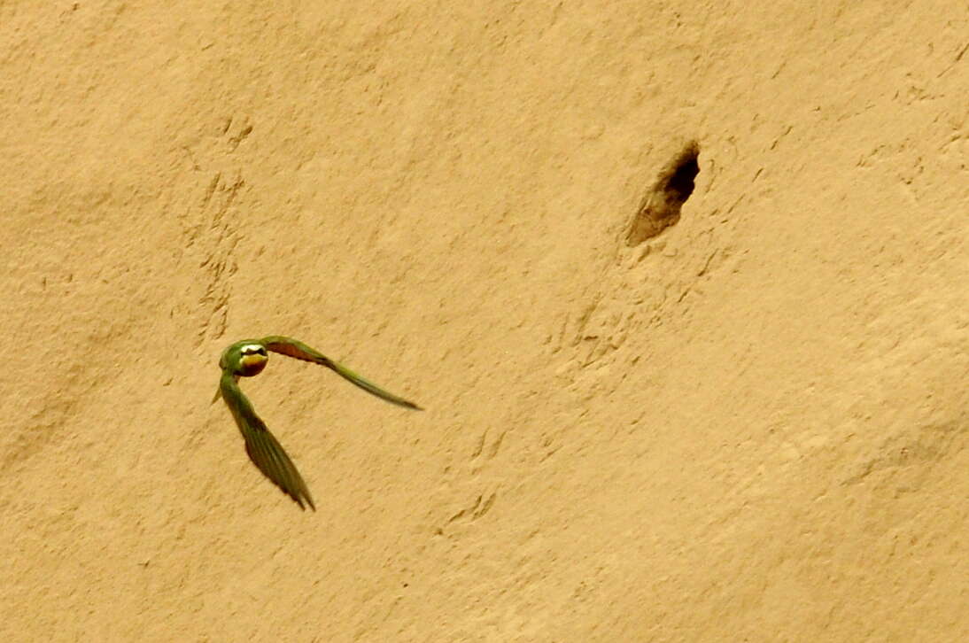 Image of Blue-cheeked Bee-eater