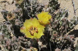 Image of Big Bend pricklypear