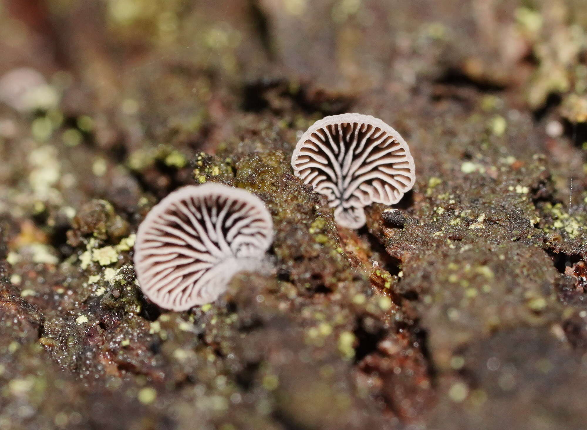 Image of Resupinatus cinerascens (Cleland) Grgur. 1997