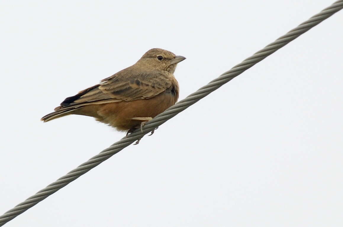 Image of Rufous-tailed Lark