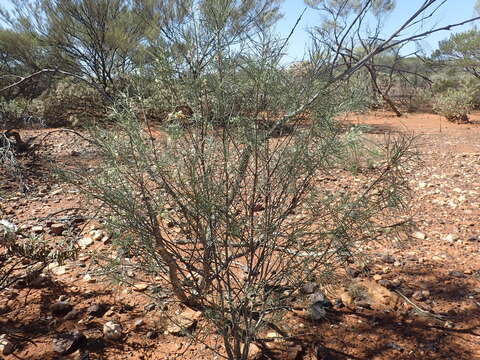 Eremophila oppositifolia R. Br. resmi