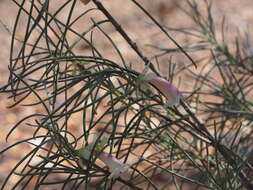 صورة Eremophila oppositifolia R. Br.