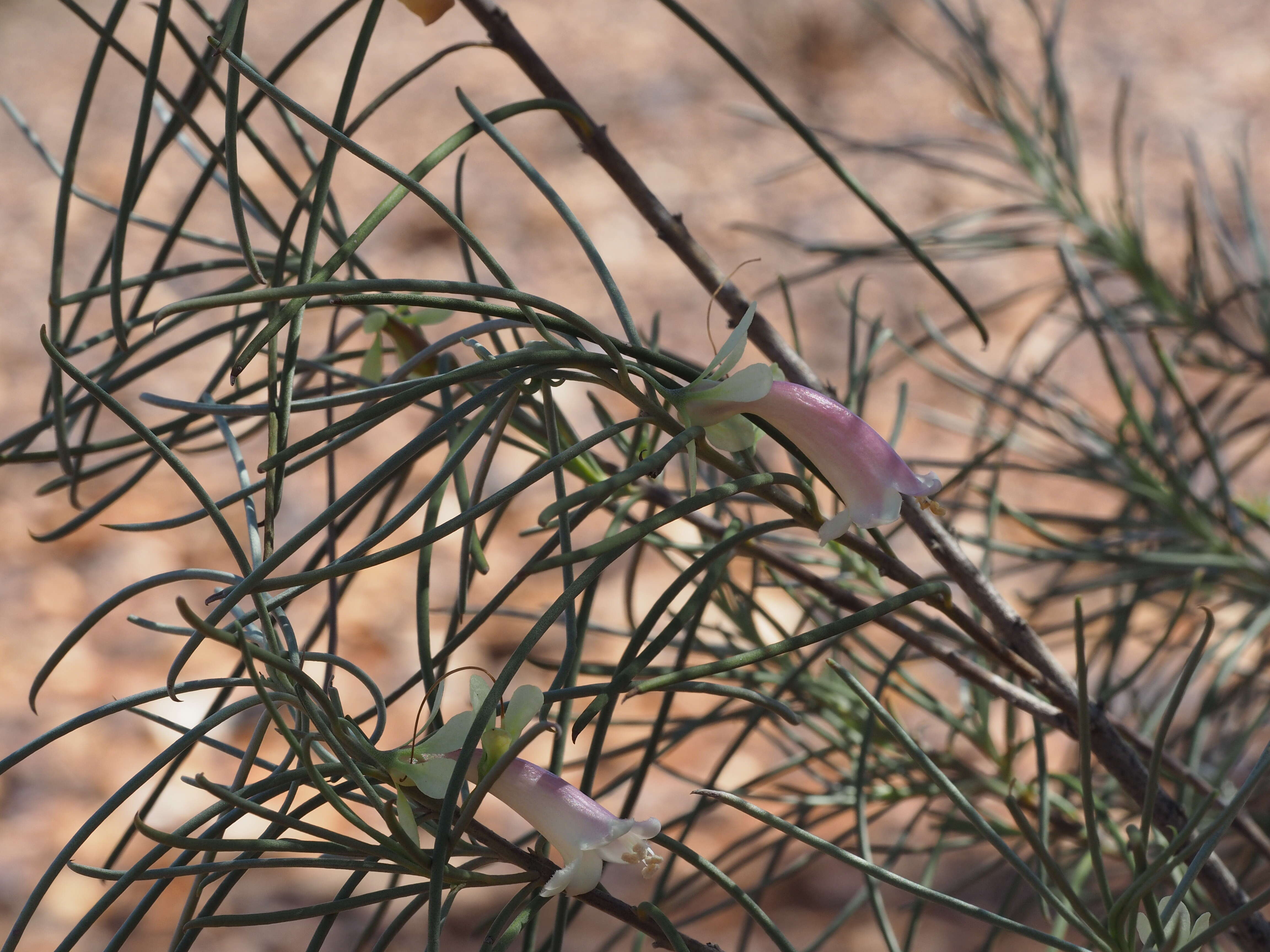 Eremophila oppositifolia R. Br. resmi