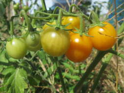 Image of tomato