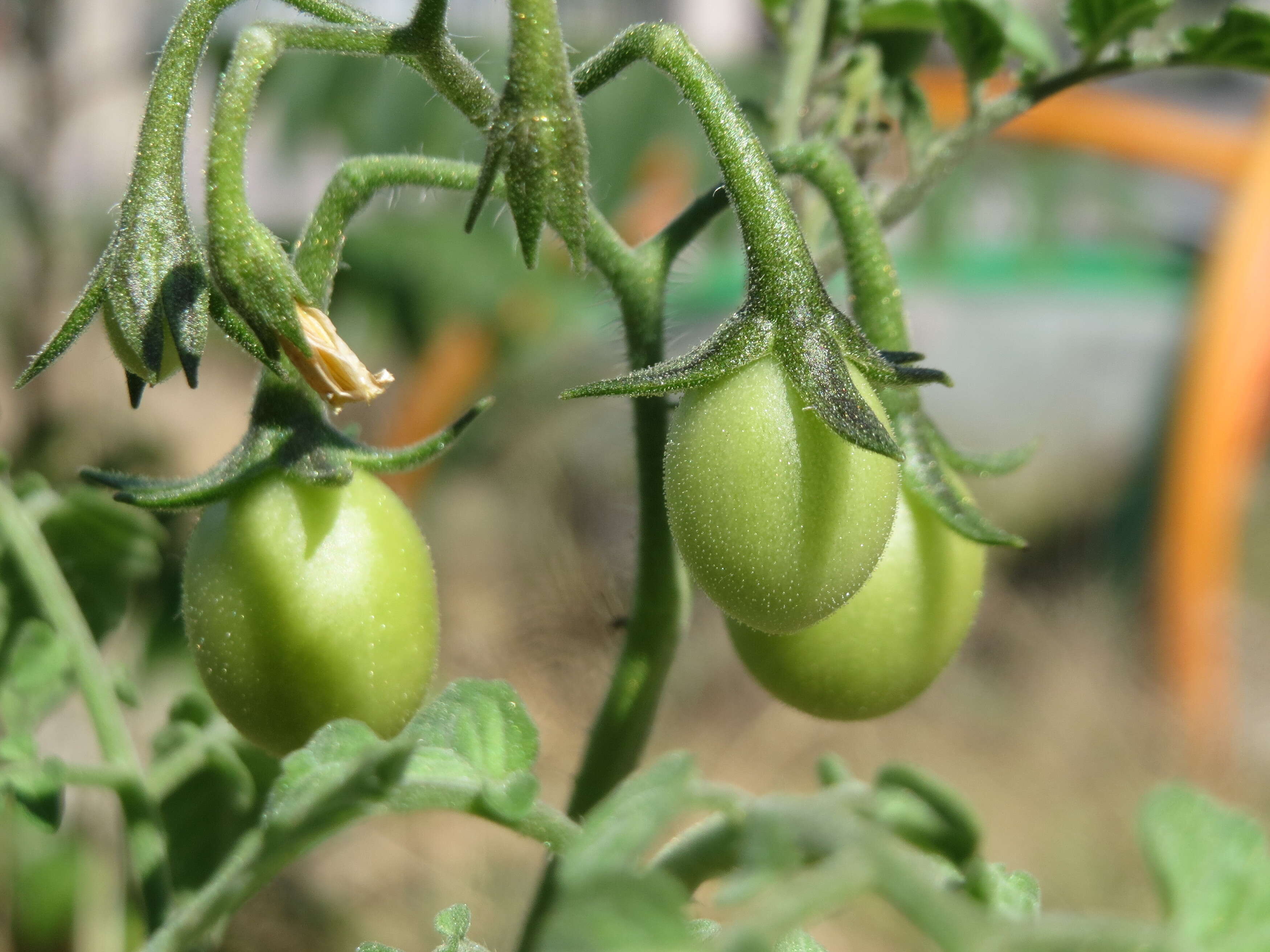 Image of tomato