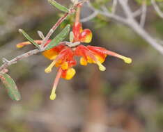 صورة Grevillea alpina Lindl.