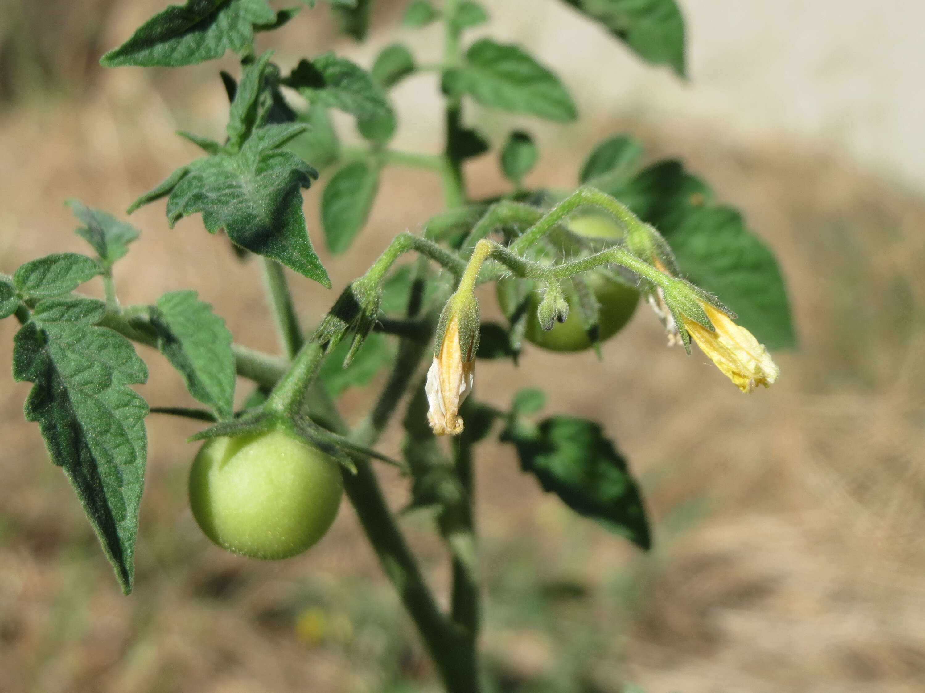 Image of tomato